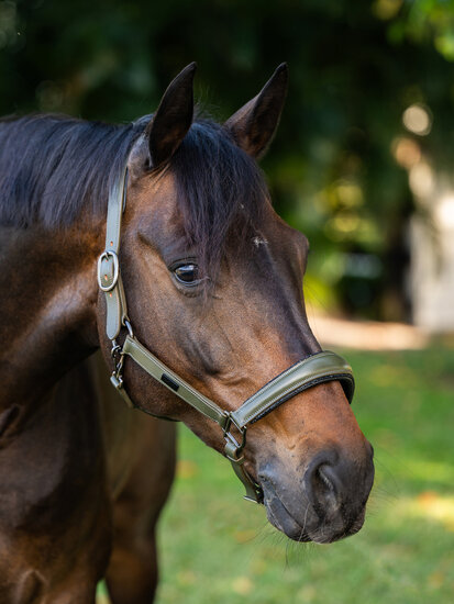  Equestrian Stockholm anatomisch LEREN Halster Striking Valley PONY