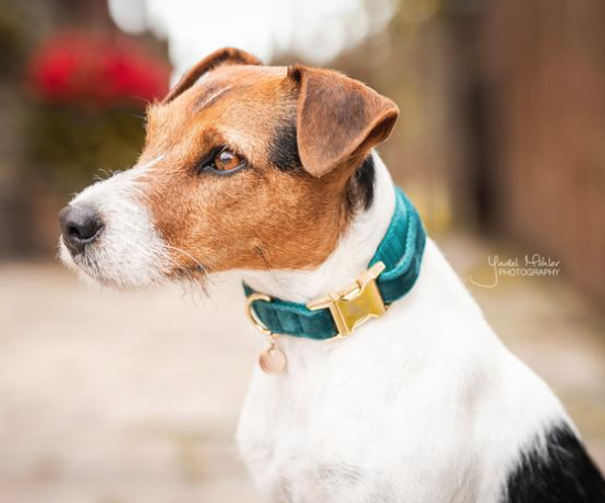 Kentucky honden halsband Velvet Emerald