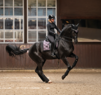 Equestrian Stockholm Purple  Glimmer dressuur 